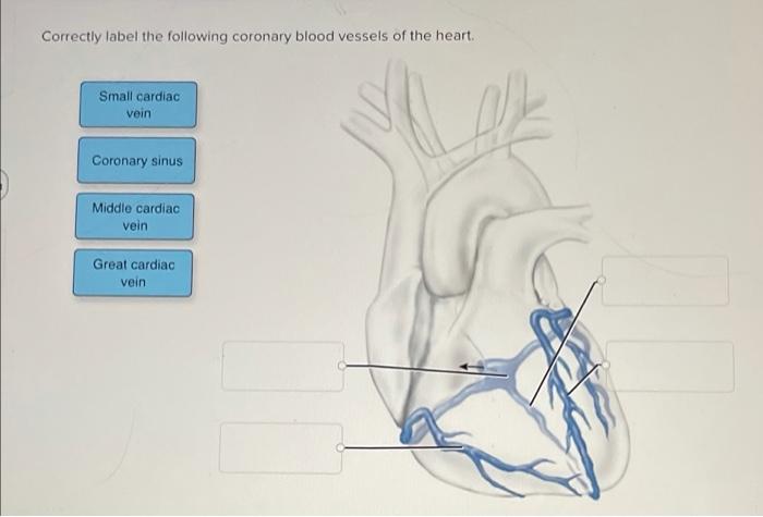 Correctly label the following coronary blood vessels of the heart