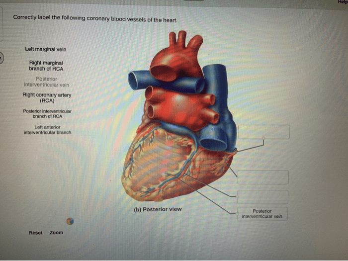 Label following correctly coronary blood adjust problems award point heart vessels pdf preview