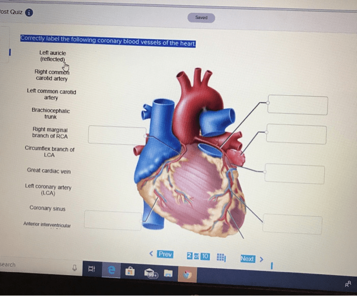 Heart anatomy surface figure posterior anterior diagram labeled features inside visible physiology cardiac human medical both pericardium parts correct anatomically