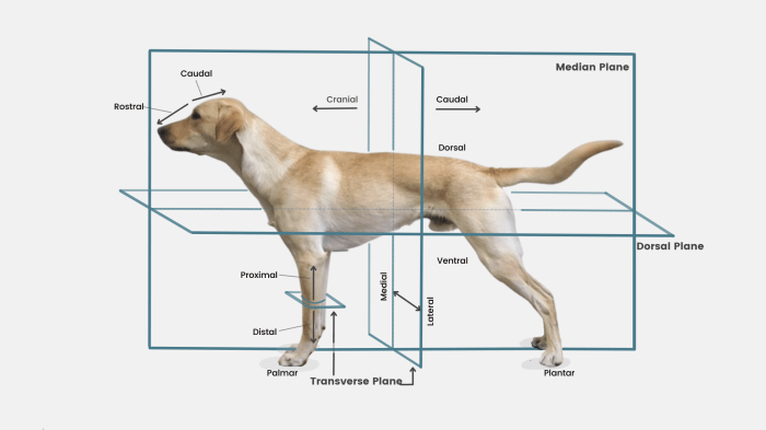 Anatomical planes of a dog