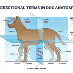 Anatomical planes of a dog