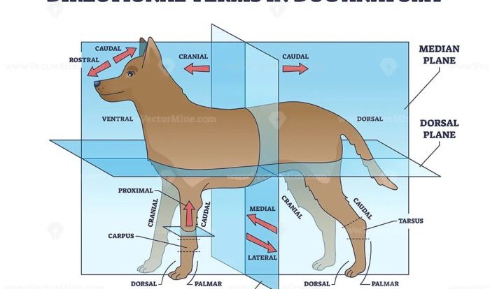 Anatomical planes of a dog