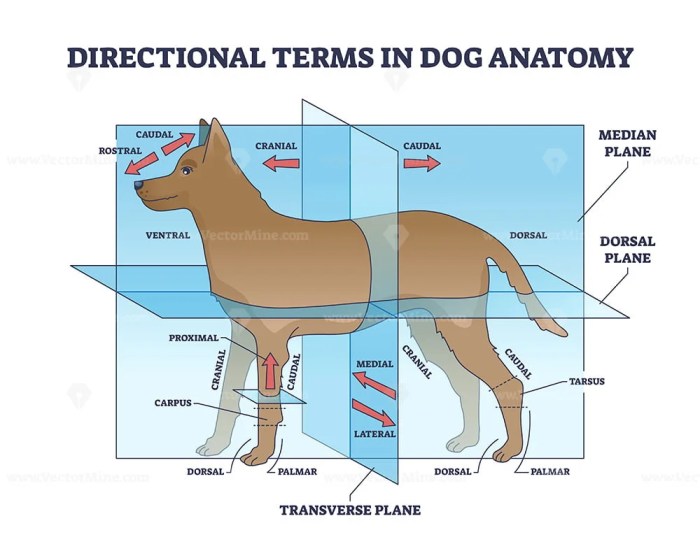 Anatomical planes of a dog