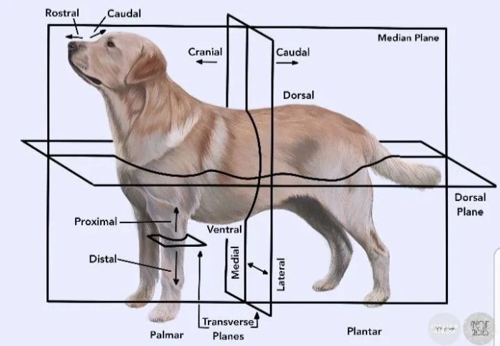 Planes anatomical directional terminology physiology skeletal quadrants frog dissection cavities regions sagittal textbook thoughtco bone bouza sa