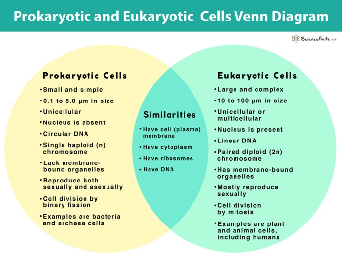 Venn eukaryotes prokaryotes prokaryotic eukaryotic cell eukaryote prokaryote