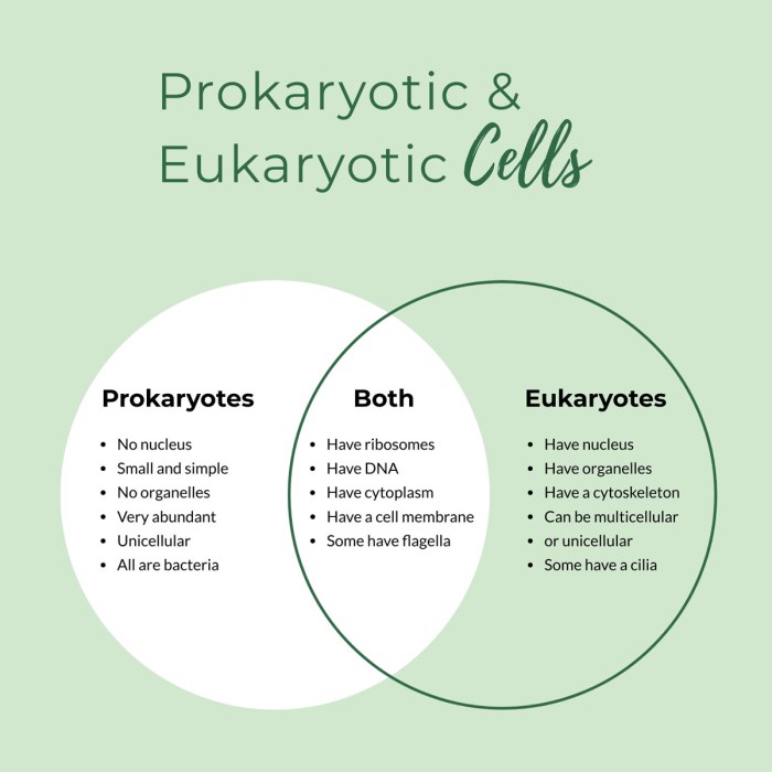 Venn diagram for prokaryotes and eukaryotes