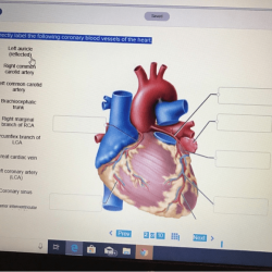 Heart anatomy surface figure posterior anterior diagram labeled features inside visible physiology cardiac human medical both pericardium parts correct anatomically