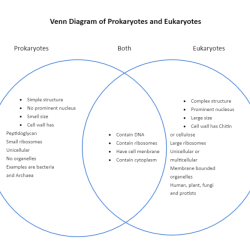 Venn diagram for prokaryotes and eukaryotes