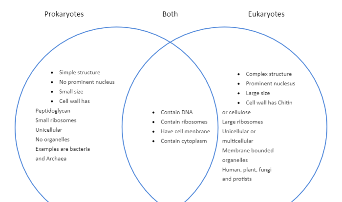 Venn diagram for prokaryotes and eukaryotes